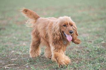 Portrait of a beautiful purebred cocker spaniel in a spring field.
