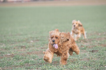 Portrait of a beautiful purebred cocker spaniel in a spring field.