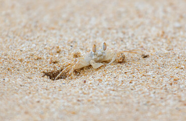 A crab is standing in the sand, looking up at the camera