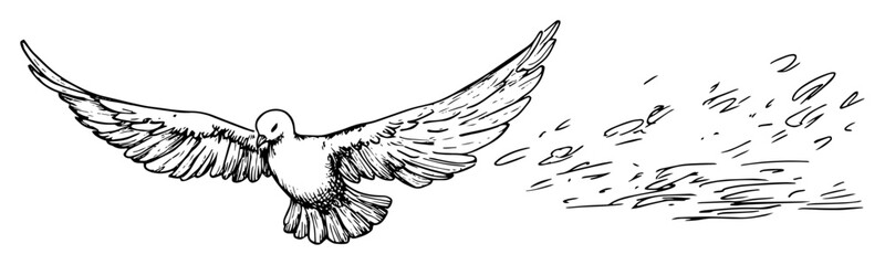 flying dove with feathers sketch illustration