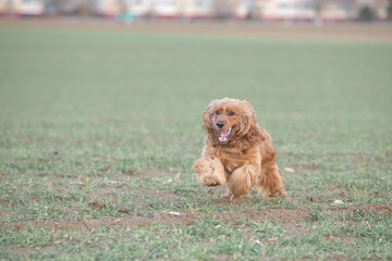 Portrait of a beautiful purebred cocker spaniel in a spring field.