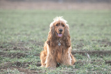 Portrait of a beautiful purebred cocker spaniel in a spring field.