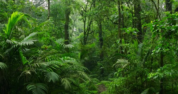 Flying through between trees in a dense forest