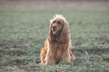 Portrait of a beautiful purebred cocker spaniel in a spring field.