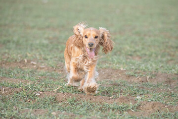 Portrait of a beautiful purebred cocker spaniel in a spring field.