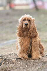 Portrait of a beautiful purebred cocker spaniel in a spring field.