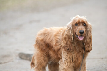Portrait of a beautiful purebred cocker spaniel in a spring field.