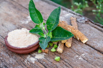Withania somnifera ( Ashwagandha) dried root, Root powder, green leaves herbal plants on old wooden background. Herbal adaptogen ayurvedic medicine