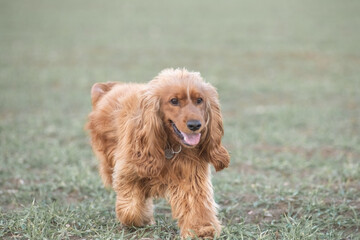 Portrait of a beautiful purebred cocker spaniel in a spring field.