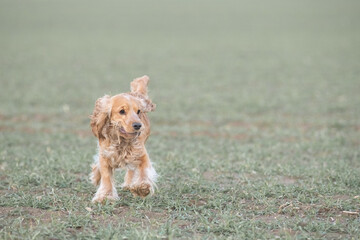 Portrait of a beautiful purebred cocker spaniel in a spring field.