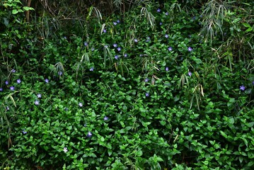 Bigleaf periwinkle (Vinca major) flowers. Apocynaceae evergreen vine. Blue-purple flowers bloom from spring to early summer. © tamu