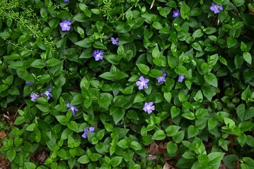 Bigleaf periwinkle (Vinca major) flowers. Apocynaceae evergreen vine. Blue-purple flowers bloom from spring to early summer.