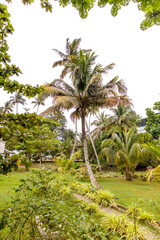 Obraz premium A palm tree is the main focus of the image, with a lush green background