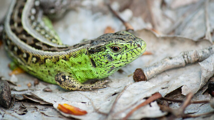 lizard on a tree