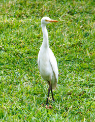 A white bird with a long neck stands in a green field