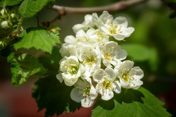 In spring, a variety of garden and forest flowers blossomed.