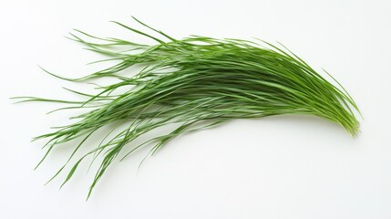 Fresh, vibrant green herb