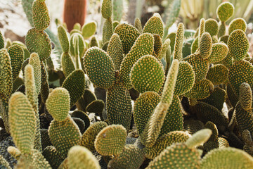Close-Up of Cactus Plant Cluster