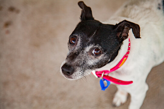 Small rescue dog in backyard looking at camera
