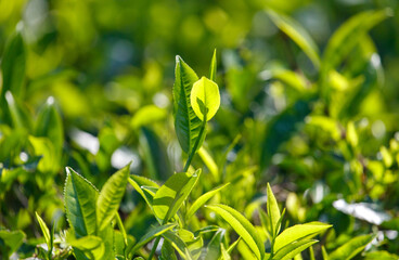 Close-up of bright green colored green Ceylon tea leaves.
