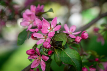 In spring, a variety of garden and forest flowers blossomed.