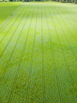 Aerial view of wheel tracks in a green crop in a  paddock