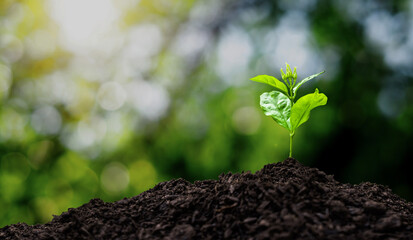 Young seedling with green leaves on growing soil pile on natural green bokeh background. Concept of environmental conservation..