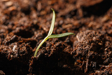 A small green plant is growing in the dirt