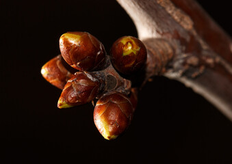 A close up of a branch with four buds on it