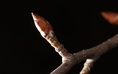 A small brown bud on a tree branch