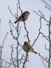 Two birds are perched on a branch of a tree