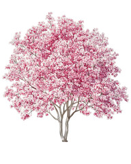 Fototapeta premium Pink Magnolia Tree in Full Bloom, Isolated on Transparent Background, PNG