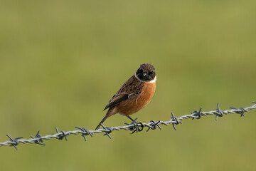 Stonechat (Saxicola rubicola)