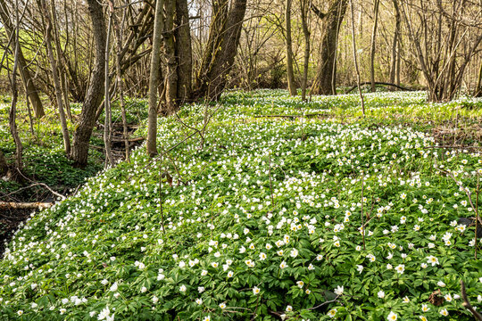 Buschwindr&ouml;schen bl&uuml;hen im Fr&uuml;hling 3