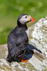 Atlantic Puffin (Fratercula arctica)