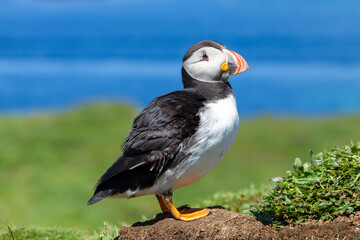 Atlantic Puffin (Fratercula arctica)
