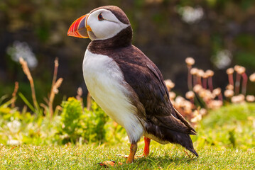 Atlantic Puffin (Fratercula arctica)