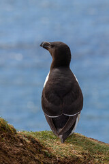 Razorbill (Fratercula arctica)