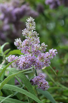 Close up of buddleja flower head