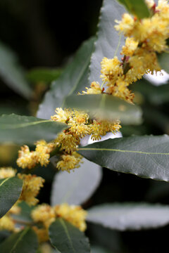 Close up of laurus nobilis tree in flower