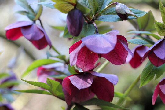 Purple hellebore plant in flower