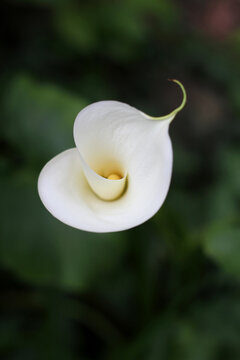 Arum Lily flower opening