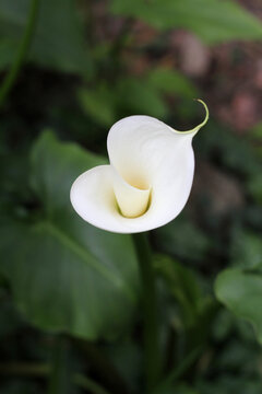 Arum lily flower stem