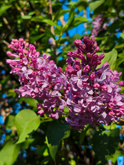 Blooming Beauty: Vibrant Lilac Flowers in Spring Sunshine