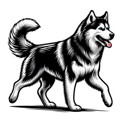 siberian husky vector and illustrations isolated on white background.