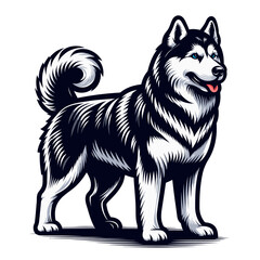 siberian husky vector and illustrations isolated on white background.