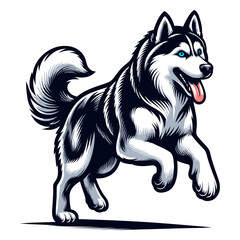 siberian husky vector and illustrations isolated on white background.