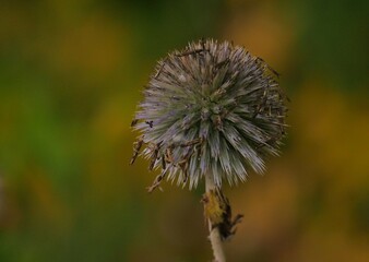 Spherical dry stand of a faded flower in autumn with remains of dried leaves and seeds. Extremely...