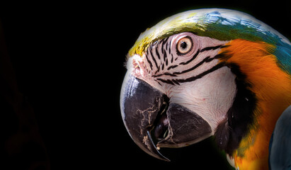 Striking close-up of a colorful macaw's face showing intricate feather patterns and distinctive beak against a black background.