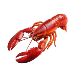 Whole fresh lobster with vibrant red shell is isolated on pure transparency background, showcasing its detailed texture and natural color
